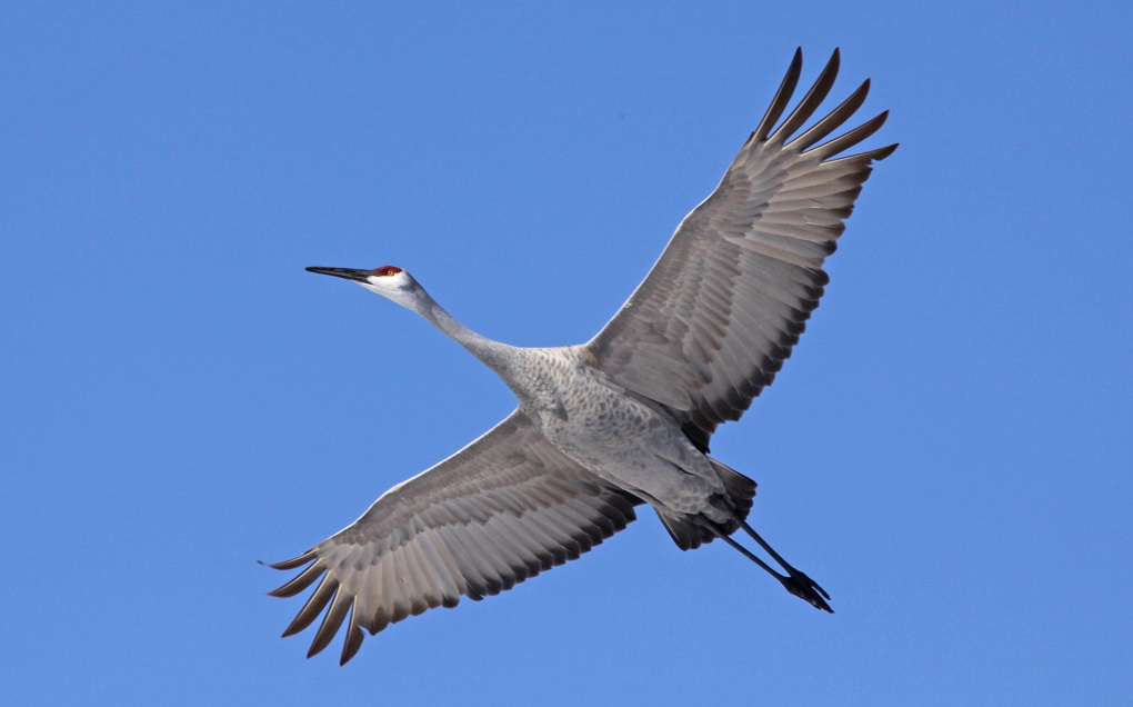 Sandhill cranes alight in Michigan during migration season - The ...